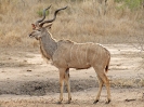 Großer Kudu, KNP, Südafrika, Oktober 2011
