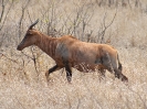 Leierantilope, KNP, Südafrika, Oktober 2011