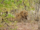 Löwe, KNP, Südafrika, Oktober 2011