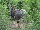 Nyala, KNP, Südafrika, Oktober 2011