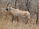 Pferdeantilope, KNP, Südafrika, Oktober 2011