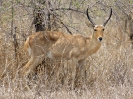 Großer Riedbock, KNP, Südafrika, Oktober 2011