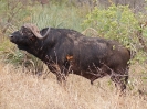 Afrikanischer Büffel, Südafrika 2011
