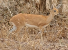 Steenbock, KNP, Südafrika, Oktober 2011