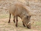 Warzenschwein, KNP, Südafrika, Oktober 2011