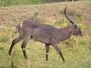 Wasserbock, KNP, Südafrika, Oktober 2011