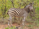 Steppenzebra, KNP, Südafrika, November 2011