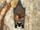 ?-Fledermaus, Taman Negara Nationalpark, Malaysia, April 2010