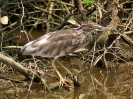 Prachtreiher, Prek Toal Bird Sanctuary, Tonle Sap, Kambodscha, März 2008