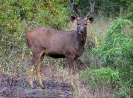 Sambar, Bandhavgarh Nationalpark, Madhya Pradesh, Indien, Oktober 2004