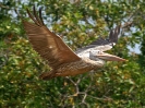 Graupelikan, Prek Toal Bird Sanctuary, Tonle Sap, Kambodscha, März 2008