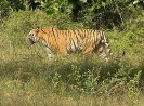Tiger, Bandhavgarh Nationalpark, Madhya Pradesh, Indien, Oktober 2004