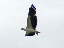 Weißbauchseeadler, Changi Beach, Singapore, April 2010