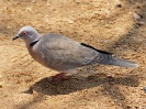 African Mourning Dove - KNP - Suedafrika - Oktober 2011 - 01