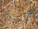 Blue Waxbill - KNP - Suedafrika - Oktober 2011 - 01