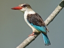 Brown-hooded Kingfisher - White River - Suedafrika - November 2011 - 01