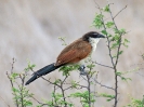 Burchells Coucal - KNP - Suedafrika - Oktober 2011 - 01