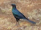 Burchells Starling - KNP - Suedafrika - Oktober 2011 - 01