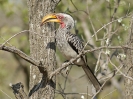 Gelbschnabel-Toko - KNP - Suedafrika - Oktober 2011 - 04