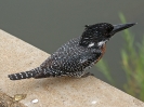 Giant Kingfisher - KNP - Suedafrika - Oktober 2011 - 03