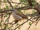 Grey-headed Sparrow - KNP - Suedafrika - Oktober 2011 - 04