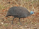 Helmperlhuhn - KNP - Suedafrika - Oktober 2011 - 02