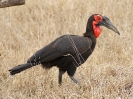 Hornrabe - KNP - Suedafrika - Oktober 2011 - 03