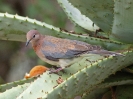 Laughing Dove - KNP - Suedafrika - November 2011 - 01