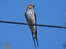 Lesser Striped Swallow - White River - Suedafrika - November 2011 - 05