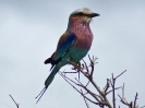 Lilac-breasted Roller - KNP - Suedafrika - November 2011 - 02