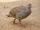 Natal Francolin - KNP - Suedafrika - Oktober 2011 - 01
