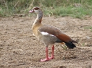 Nilgans - KNP - Suedafrika - Oktober 2011 - 02