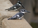Pied Kingfisher - KNP - Suedafrika - Oktober 2011 - 02