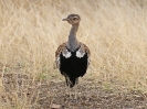 Red-crested Korhaan - KNP - Suedafrika - Oktober 2011 - 01