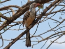 Rotschnabel-Toko - KNP - Suedafrika - Oktober 2011 - 01