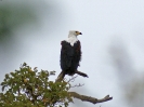 Schreiseeadler - KNP - Suedafrika - Oktober 2011 - 02