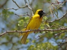 Southern Masked Weaver - KNP - Suedafrika - Oktober 2011 - 01