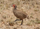Swainsons Francolin - KNP - Suedafrika - Oktober 2011 - 02