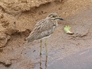 Water Dikkop - KNP - Suedafrika - Oktober 2011 - 01