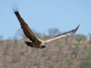 Weissrueckengeier - KNP - Suedafrika - Oktober 2011 - 13