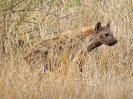 Tüpfelhyäne, Tshokwane-Satara Road, Krüger Nationalpark, Südafrika, Oktober 2011