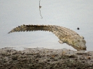 Nilkrokodil, Limpopo River, Krüger Nationalpark, Südafrika, Oktober 2011