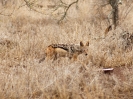 Schabrackenschakal, Sweni Area, Krüger Nationalpark, Südafrika, Oktober 2011