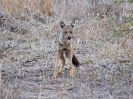 Seitenstreifenschakal, Satara-Orpen Road, Krüger Nationalpark, Südafrika, Oktober 2011