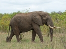 Afrikanischer Elefant, Südafrika 2011