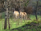 Elenantilope, Lake Mburo Nationalpark, Uganda, Oktober 2016