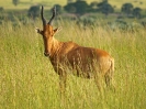 Lelwel-Kuhantilope, Murchison Falls Nationalpark, Uganda, Oktober 2016