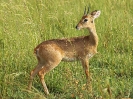 Oribi, Murchison Falls Nationalpark, Uganda, Oktober 2016