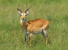 Uganda-Grasantilope, Queen Elizabeth Nationalpark, Uganda, Oktober 2016