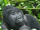berggorilla-03
